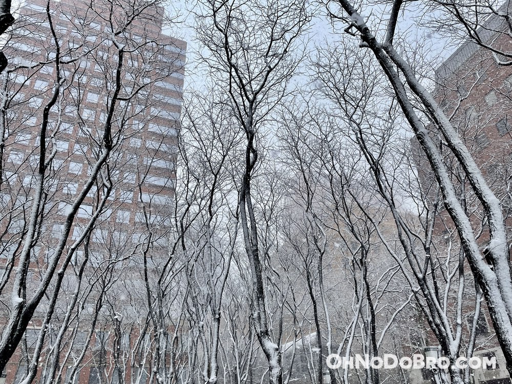 Jay Street Metrotech in the snow